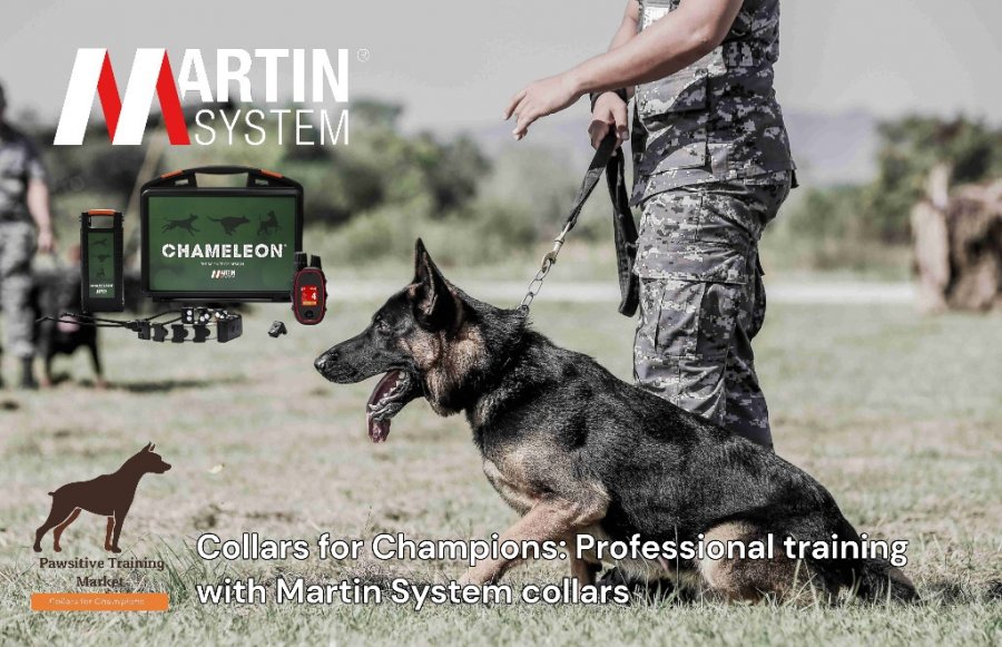 Professional training with Martin System collars